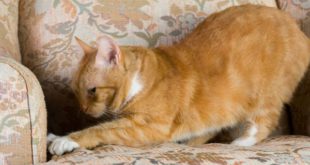 Почему коты и кошки любят царапать мебель