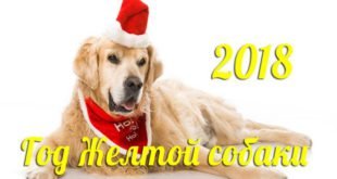 Слово-девиз для каждого знака Зодиака на 2018 год Жёлтой Собаки